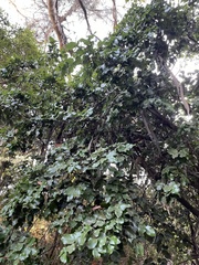 Cryptocarya alba