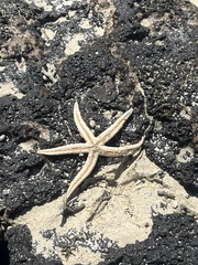 Archaster