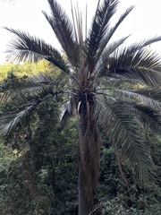Jubaea chilensis