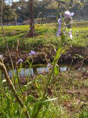 Tradescantia gigantea