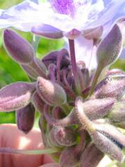 Tradescantia gigantea