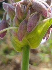 Tradescantia gigantea