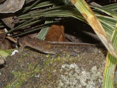 Anolis cupreus