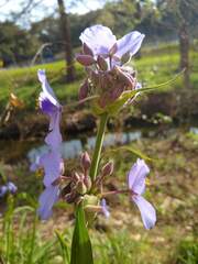 Tradescantia gigantea