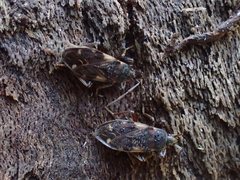 Eremocoris podagricus