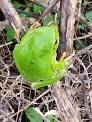 Hyla orientalis