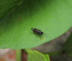 Adoxomyia