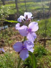 Tradescantia gigantea