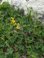 Corydalis micrantha