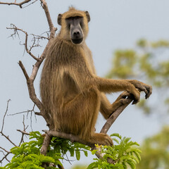 Papio cynocephalus