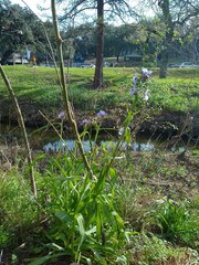 Tradescantia gigantea