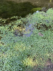 Hydrocotyle ranunculoides