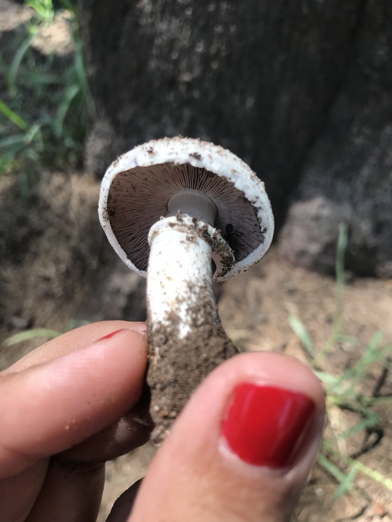 Agaricus campestris · February 2023 · photo: © tutitah (iNaturalist, cc0)