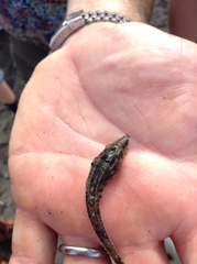 Podothecus accipenserinus