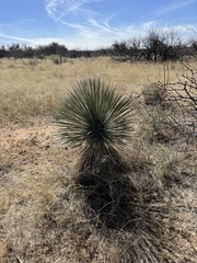 Yucca elata