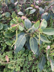 Dalbergia ecastaphyllum