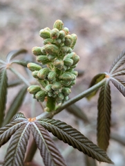 Aesculus sylvatica