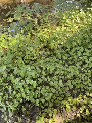 Hydrocotyle ranunculoides