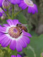 Apis cerana