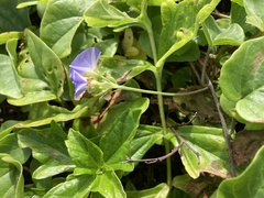 Jacquemontia pentanthos