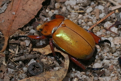 Anoplognathus montanus