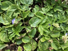 Jacquemontia pentanthos