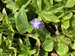 Jacquemontia pentanthos