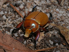 Anoplognathus montanus