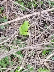 Hyla orientalis