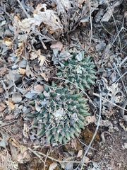 Mammillaria uncinata