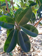 Ficus elastica