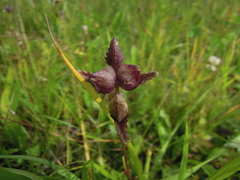 Rhinanthus minor