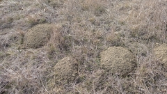 Nannospalax leucodon