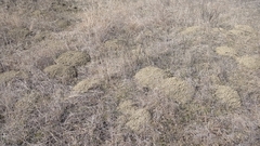 Nannospalax leucodon