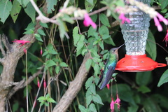 Pterophanes cyanopterus