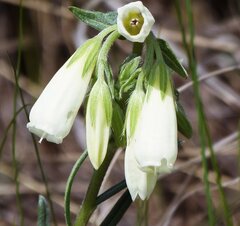 Onosma tanaitica