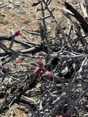 Cylindropuntia leptocaulis