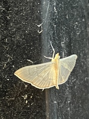 Poliobotys ablactalis