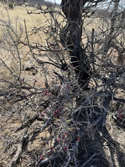 Cylindropuntia leptocaulis