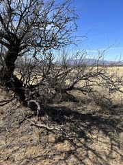 Cylindropuntia leptocaulis