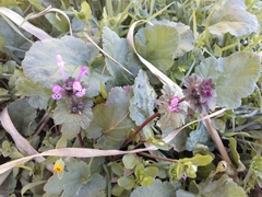 Lamium amplexicaule