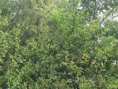 Afrocanthium gilfillanii