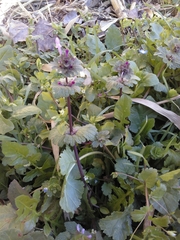 Lamium amplexicaule
