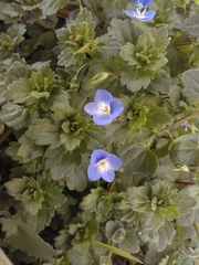 Veronica persica