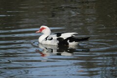 Cairina moschata domestica