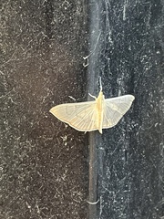 Poliobotys ablactalis