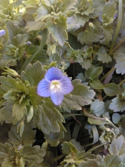 Veronica persica