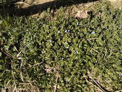Veronica persica