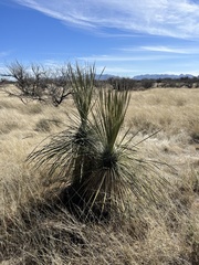 Yucca elata
