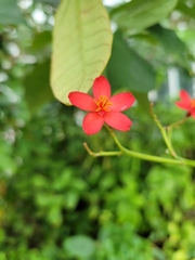 Jatropha integerrima